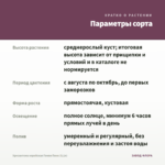 Хризантема корейская Гомпи Пинк (0,1л) — параметры сорта