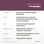 Хризантема корейская Гомпи Пинк (0,1л) — что приедет