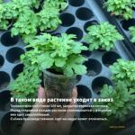 Хризантема корейская Гомпи Вайт (0,1л) — в таком виде растение уходит в заказ