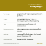 Хризантема корейская Гомпи Вайт (0,1л) — что приедет