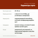 Хризантема корейская Hanenburg Red (0,1л) — параметры сорта