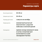 Хризантема корейская Hanenburg Red (0,1л) — параметры сорта
