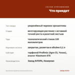 Хризантема корейская Hanenburg Red (0,1л) — что приедет
