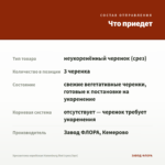 Хризантема корейская Hanenburg Red (срез/3шт) — что приедет