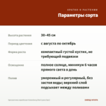 Хризантема корейская Hanenburg Red (срез/3шт) — параметры сорта