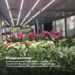 Хризантема корейская Камелия (0,1л) — откуда растение: вертикальная ферма Завода ФЛОРА в Кемерово