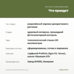 Хризантема корейская Камелия (0,1л) — что приедет