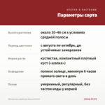 Хризантема корейская Красуня (0,1л) — параметры сорта