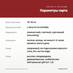 Хризантема корейская Красуня (0,1л) — параметры сорта