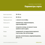 Хризантема корейская Лимонка (0,1л) — параметры сорта