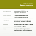 Хризантема корейская Лимонка (0,1л) — параметры сорта