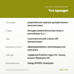 Хризантема корейская Лимонка (0,1л) — что приедет