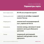 Хризантема корейская Mariella Pink (0,1л) — параметры сорта