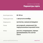 Хризантема корейская Mariella Pink (0,1л) — параметры сорта
