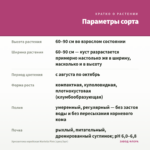 Хризантема корейская Mariella Pink (срез/3шт) — параметры сорта