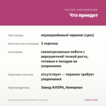 Хризантема корейская Mariella Pink (срез/3шт) — что приедет