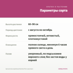 Хризантема корейская Mariella Pink (срез/3шт) — параметры сорта