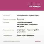 Хризантема корейская Mariella Pink (срез/3шт) — что приедет