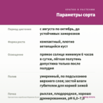 Хризантема корейская Маркиза (0,1л) — параметры сорта