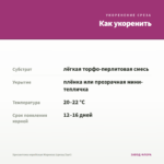 Хризантема корейская Маркиза (срезы/3шт) — как укоренить черенок