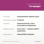 Хризантема корейская Маркиза (срезы/3шт) — что приедет