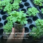 Хризантема корейская Незнакомка (0,1л) — в таком виде растение уходит в заказ