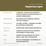 Хризантема корейская Незнакомка (0,1л) — параметры сорта