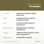 Хризантема корейская Незнакомка (0,1л) — что приедет