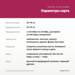 Хризантема корейская Незнакомка (срез/3шт) — параметры сорта