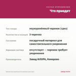 Хризантема корейская Незнакомка (срез/3шт) — что приедет