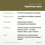 Хризантема корейская Незнакомка (срез/3шт) — параметры сорта