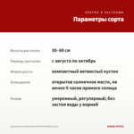 Хризантема Корейская ОГНИ МОСКВЫ (0,1л) — параметры сорта
