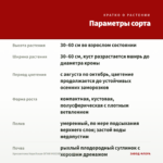 Хризантема Корейская ОГНИ МОСКВЫ (срезы/3шт) — параметры сорта