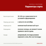 Хризантема Корейская ОГНИ МОСКВЫ (срезы/3шт) — параметры сорта