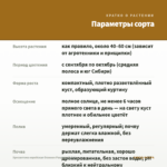 Хризантема корейская Осеннее Рандеву (0,1л) — параметры сорта