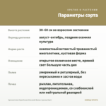 Хризантема Корейская Осенний Вальс (срезы/3шт) — параметры сорта