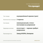 Хризантема Корейская Осенний Вальс (срезы/3шт) — что приедет