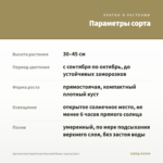Хризантема Корейская Осенний Вальс (срезы/3шт) — параметры сорта