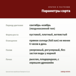 Хризантема корейская Папороти (0,1л) — параметры сорта