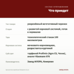 Хризантема корейская Папороти (0,1л) — что приедет