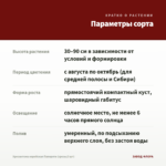 Хризантема корейская Папороти (срезы/3 шт) — параметры сорта