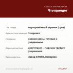 Хризантема корейская Папороти (срезы/3 шт) — что приедет