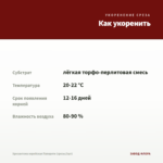 Хризантема корейская Папороти (срезы/3шт) — как укоренить черенок