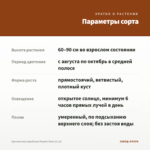Хризантема корейская Payton Glow (0,1л) — параметры сорта