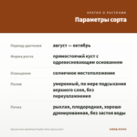 Хризантема корейская Payton Glow (срезы/3шт) — параметры сорта