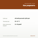 Хризантема корейская Payton Glow (срезы/3шт) — как укоренить черенок