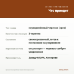 Хризантема корейская Payton Glow (срезы/3шт) — что приедет