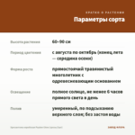 Хризантема корейская Payton Glow (срезы/3шт) — параметры сорта