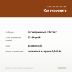 Хризантема корейская Payton Glow (срезы/3шт) — как укоренить черенок