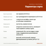 Хризантема корейская Пектораль (0,1л) — параметры сорта